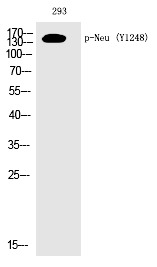 Anti-Phospho-HER2/ERBB2 (Tyr1248) Polyclonal Antibody