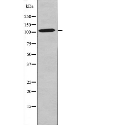Anti-Phospho-NFKB1 (Ser903) Polyclonal Antibody