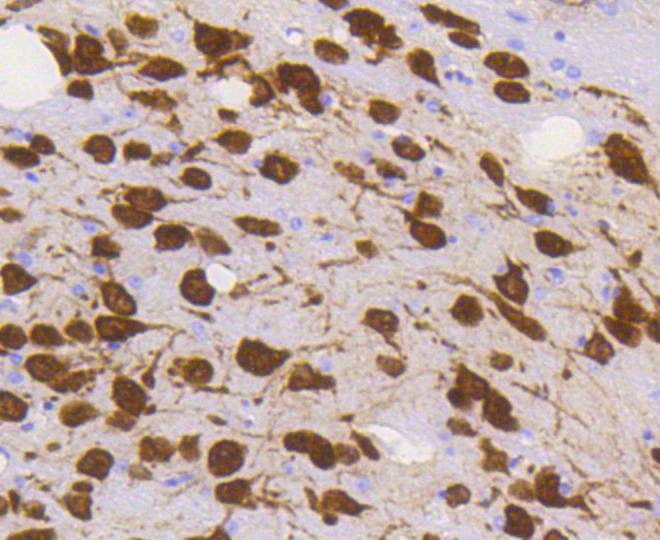 Anti-NeuN Antibody (8Z879)