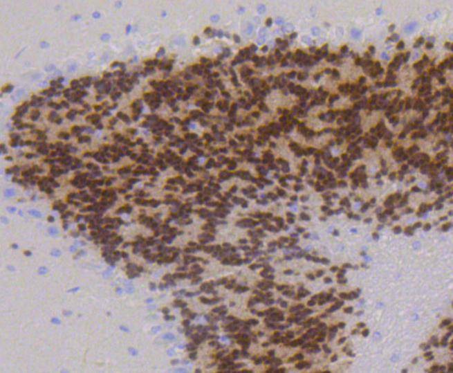 Anti-NeuN Antibody (8Z879)
