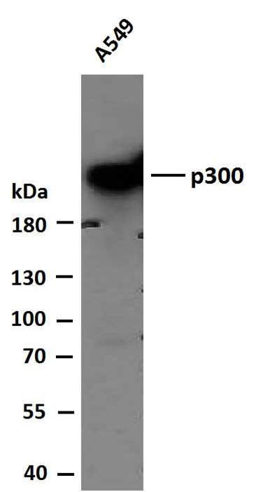 Anti-p300 Antibody (7Z560)