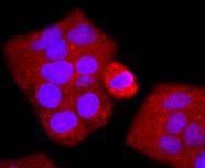 Anti-MAPK14 Antibody (8W839)