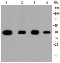 Anti-MAPK14 Antibody (6V701)