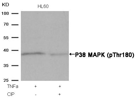 Anti-Phospho-MAPK14 (Thr180) Polyclonal Antibody