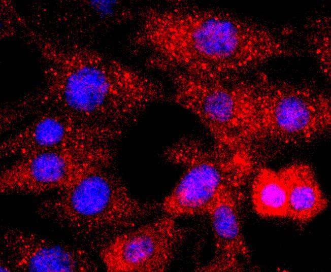Anti-MAPK14 Antibody (8W839)