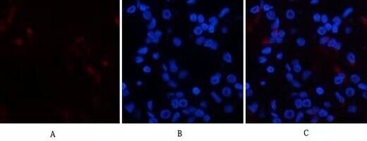 Anti-Phospho-MAPK14 (Tyr323) Polyclonal Antibody