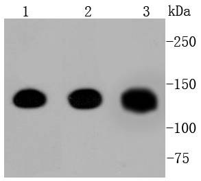 Anti-CDH1 Antibody (5F903)