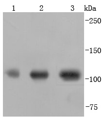 Anti-PGC-1 alpha/PGC-1 beta Antibody (4J642)
