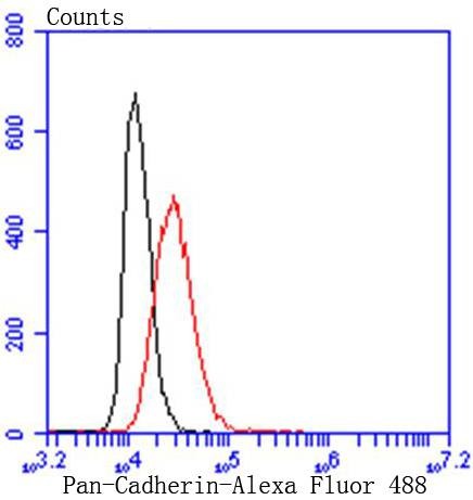 Anti-CDH1 Antibody (5F903)