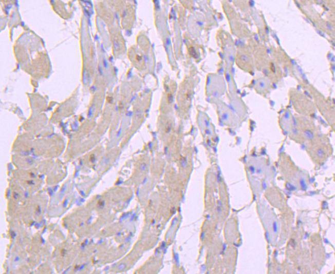 Anti-Phospho-AKT1 (Ser124) Antibody (1H96)