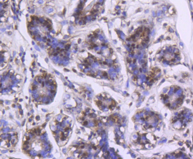 Anti-PARK7/DJ1 Antibody (9Q473)