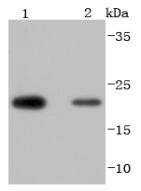 Anti-Peroxiredoxin 2 Antibody (6A598)