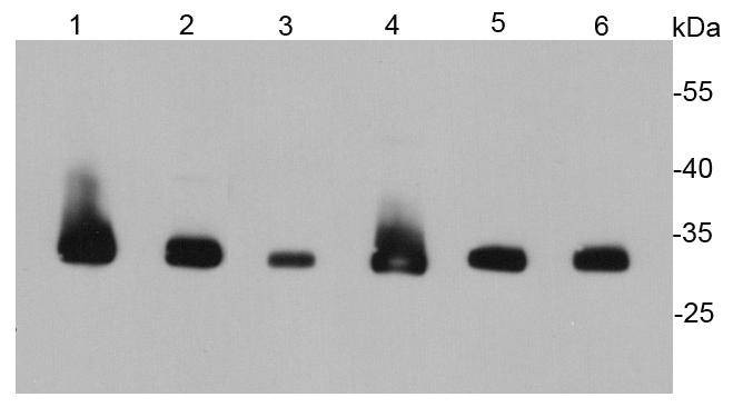 Anti-PCNA Antibody (8X645)