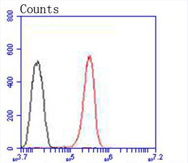 Anti-P4HB Antibody (9K753)