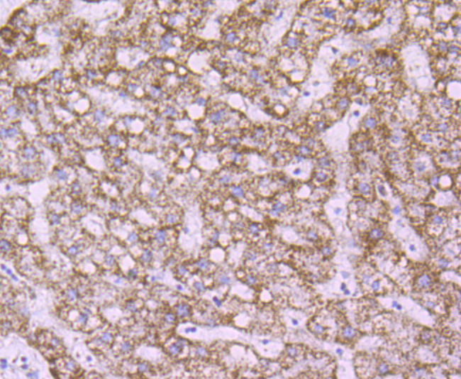 Anti-PRDX3 Antibody (7V569)