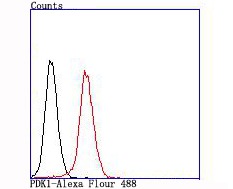 Anti-PDK1 Antibody (2G768)