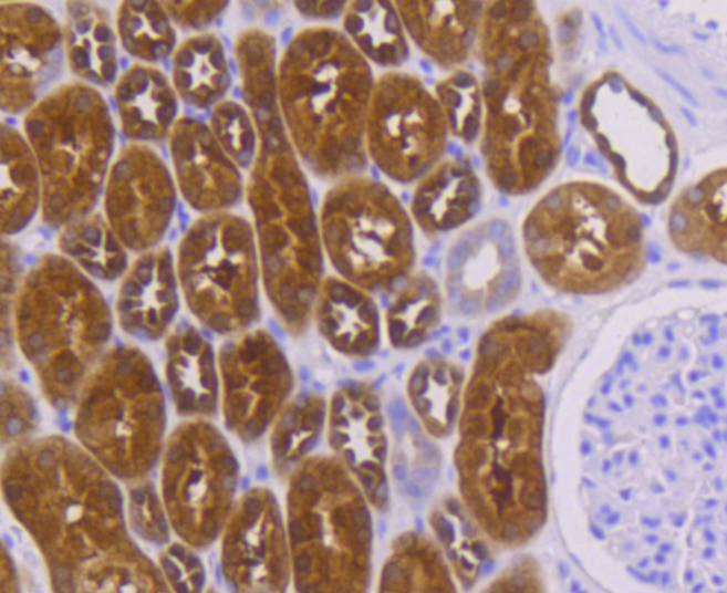 Anti-PBP Antibody (4X935)