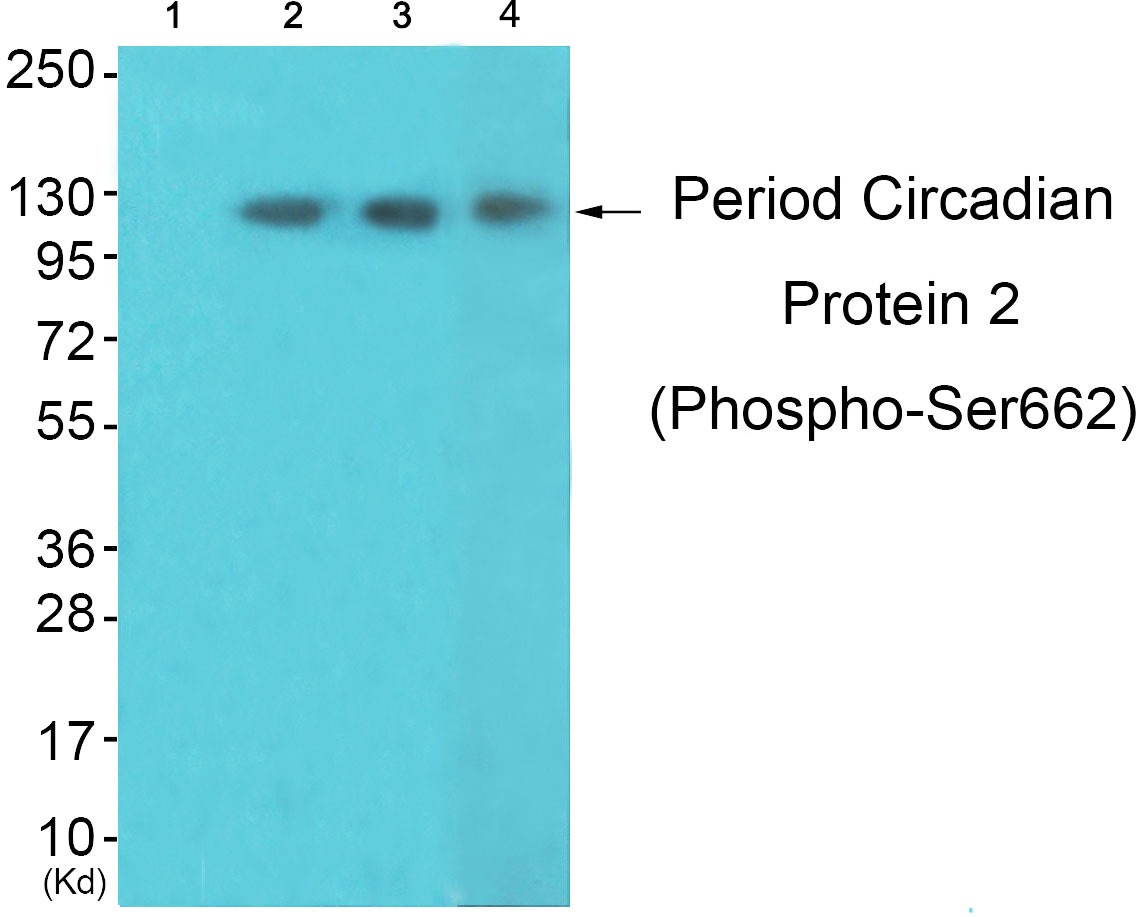 Anti-Phospho-Period Circadian Protein 2 (Ser662) Polyclonal Antibody
