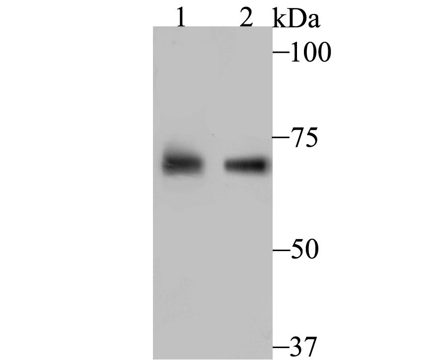 Anti-PCK2 Antibody (4S45)