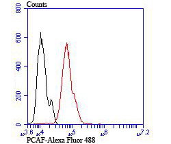 Anti-PCAF Antibody (2Q586)