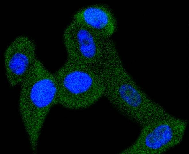 Anti-PBP Antibody (4X935)