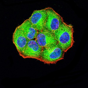 Anti-PCDH9 Antibody (5O723)