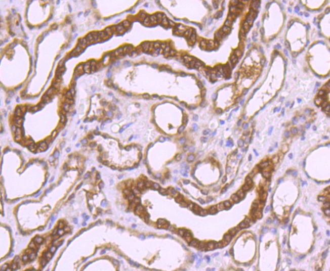 Anti-Peroxiredoxin 1 Antibody (9D82)