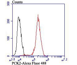 Anti-PCK2 Antibody (4S45)