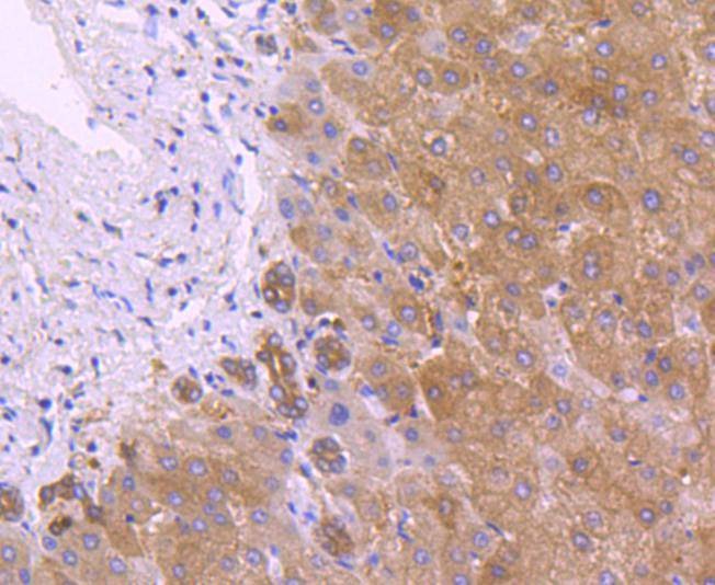 Anti-Peroxiredoxin 2 Antibody (6A598)