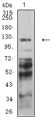 Anti-PCDH9 Antibody (5O723)