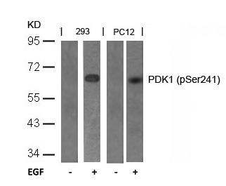 Anti-Phospho-PDK1 (Ser241) Polyclonal Antibody