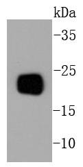 Anti-PBP Antibody (4X935)