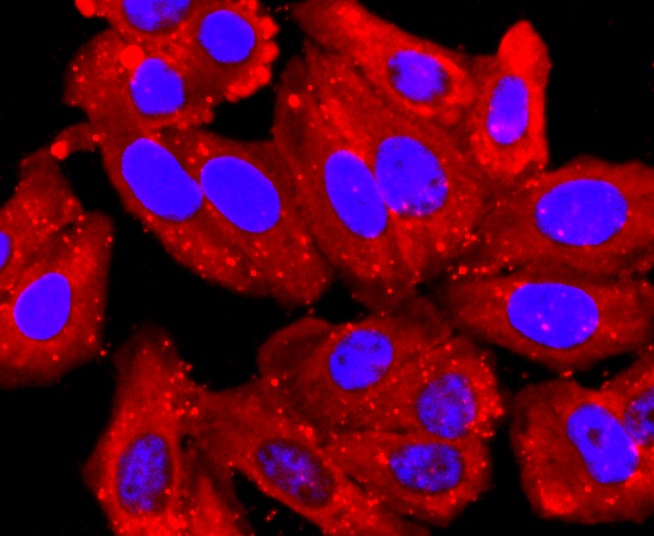 Anti-PDIA6 Antibody (6G49)