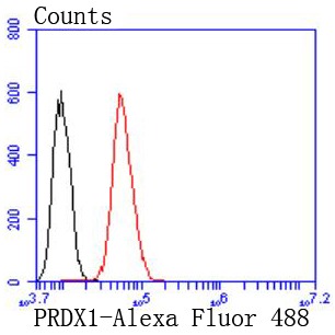 Anti-Peroxiredoxin 1 Antibody (9D82)