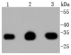 Anti-PCNA Antibody (2C751)