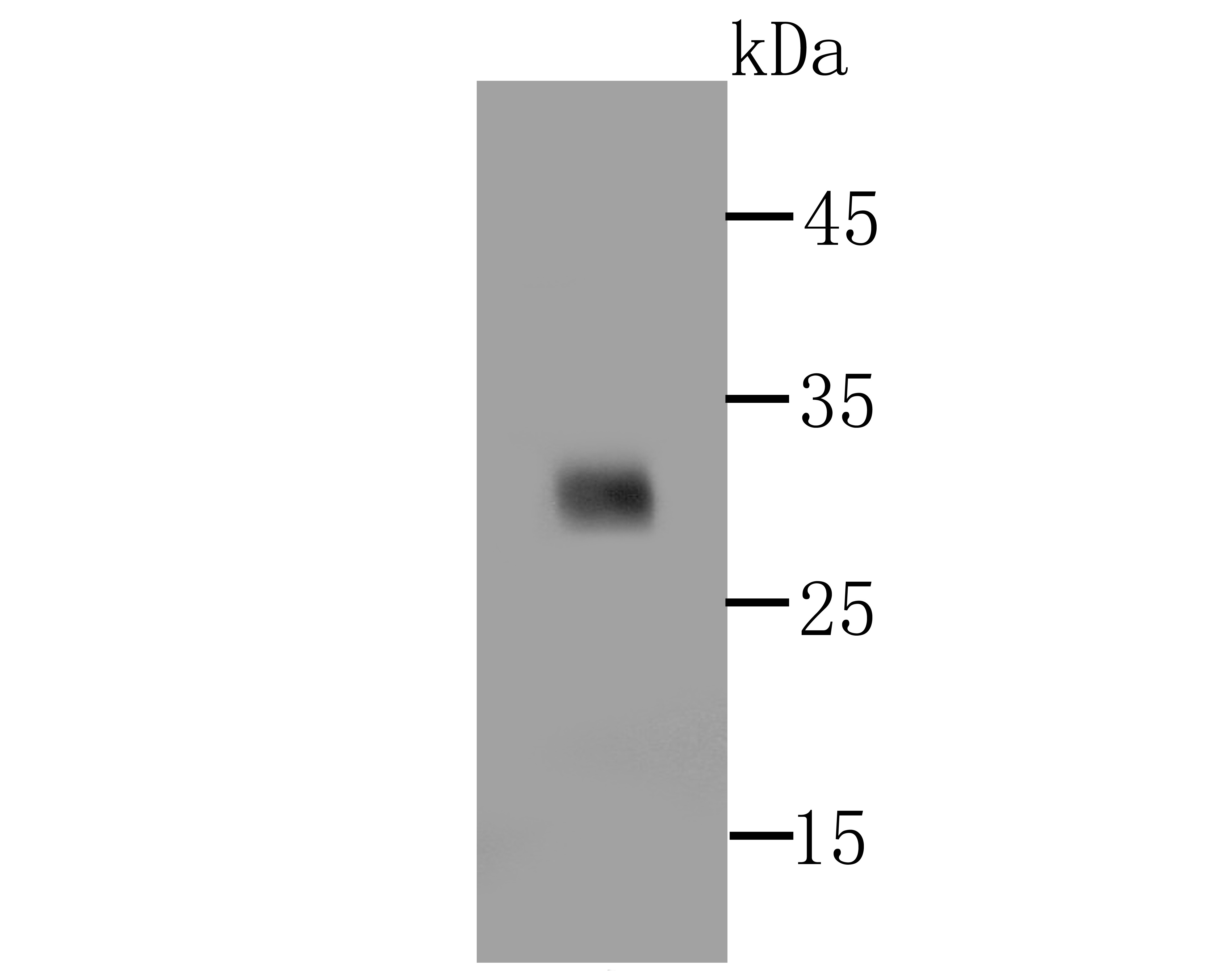 Anti-PD-1 Antibody (6A192)