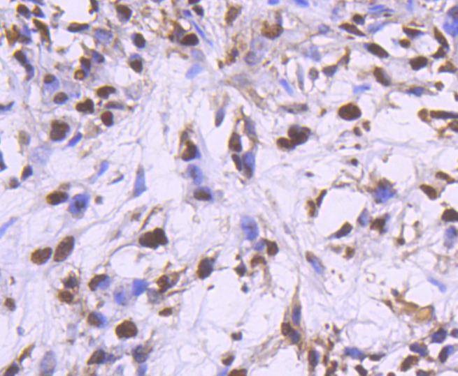 Anti-PCNA Antibody (2C751)