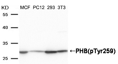 Anti-Phospho-Prohibitin (Tyr259) Polyclonal Antibody