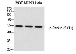 Anti-Phospho-PRKN (Ser131) Polyclonal Antibody