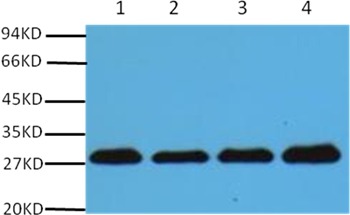 Anti-PCNA Antibody (5V918)