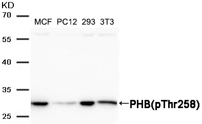 Anti-Phospho-Prohibitin (Thr258) Polyclonal Antibody