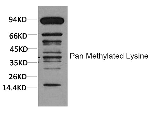 Anti-Pan-methyl-Lysine Antibody (7Q88)