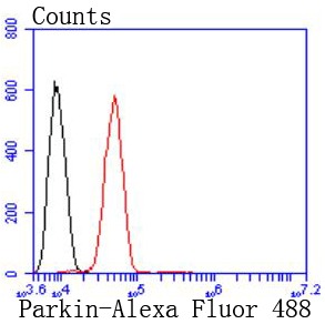 Anti-PRKN Antibody (1X34)