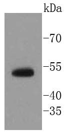 Anti-p63 Antibody (4X27)