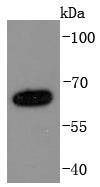 Anti-NUMB Antibody (1M861)