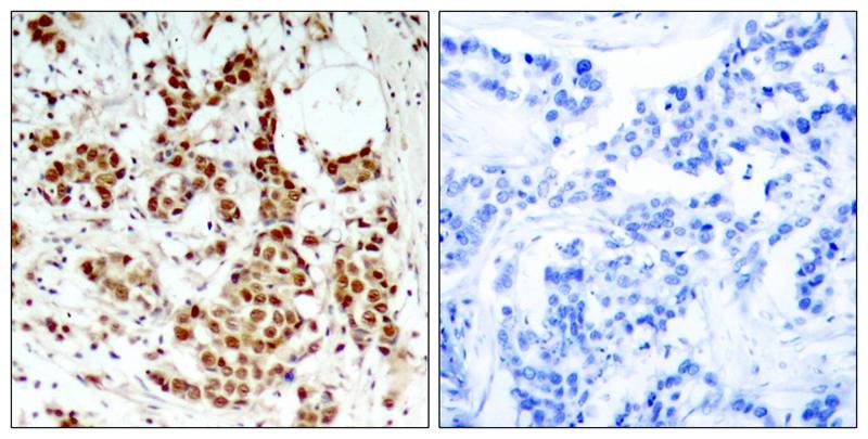 Anti-Phospho-p90RSK (Thr348) Polyclonal Antibody