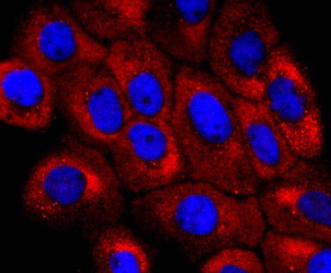 Anti-NUMB Antibody (1M861)