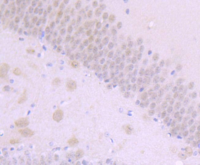 Anti-NUMB Antibody (1M861)
