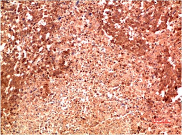 Anti-MAPK14 Antibody (6J738)
