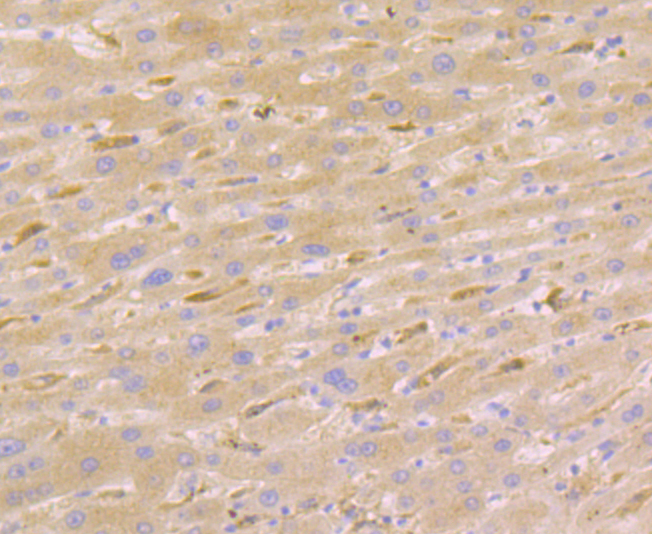 Anti-Nudel Antibody (5F982)
